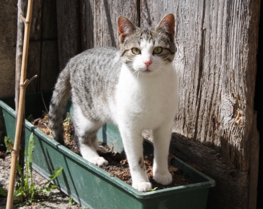 http://www.tierheilpraxis.hamburg/Verhaltenstherapie-Katze
